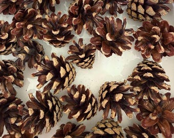 Mini Natural Baby Pinecones for Simmer Pots, Ritual and Christmas Decor, Grounding Earth Elements, Rustic Crafts, Fairy and Doll, set of 25