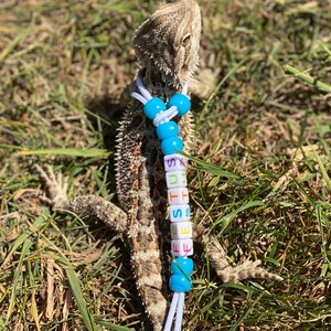 May include: A bearded dragon wearing a blue and white beaded necklace with the name "Festus" spelled out in colorful letters.