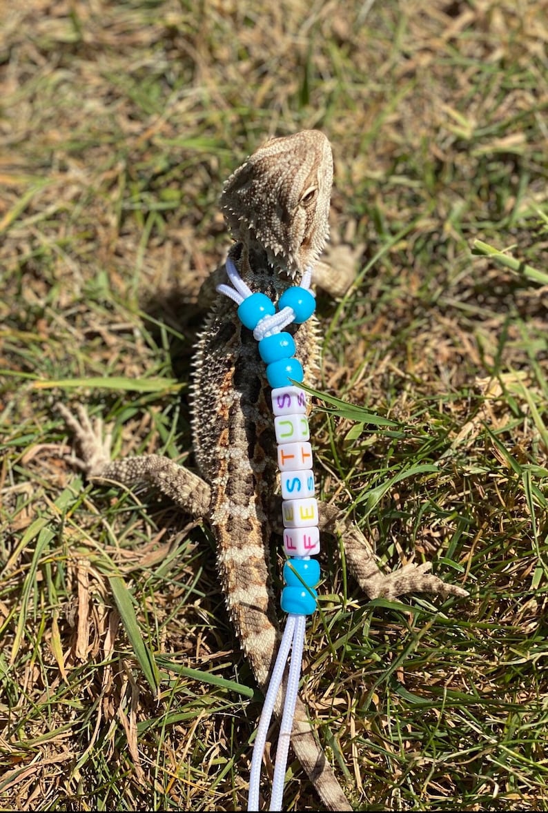 May include: A bearded dragon wearing a blue and white beaded necklace with the name "Festus" spelled out in colorful letters.