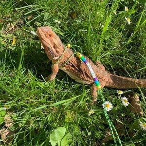 May include: A bearded dragon lizard on a leash made of colorful beads, walking through a grassy field with white flowers.