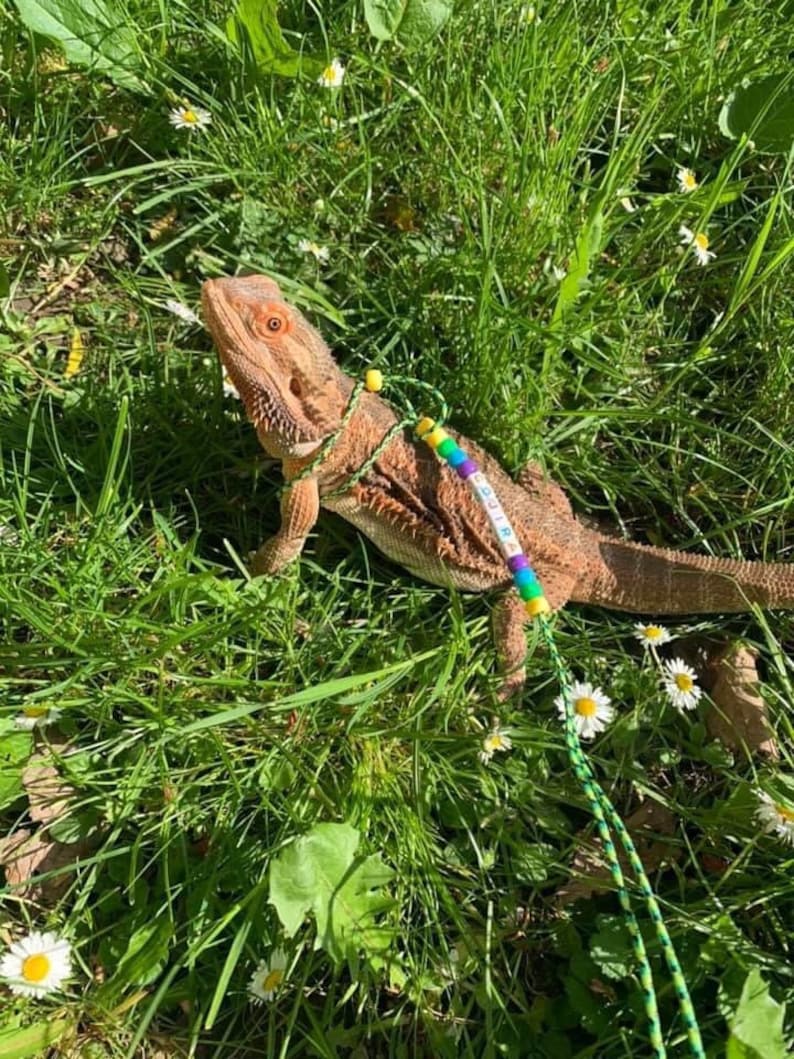 May include: A bearded dragon lizard on a leash made of colorful beads, walking through a grassy field with white flowers.