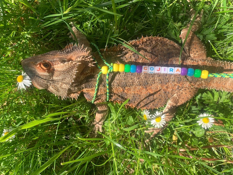 May include: A brown lizard with a green and yellow beaded necklace that spells out "GOJIRA" in white letters. The lizard is lying on a bed of green grass with white daisies.