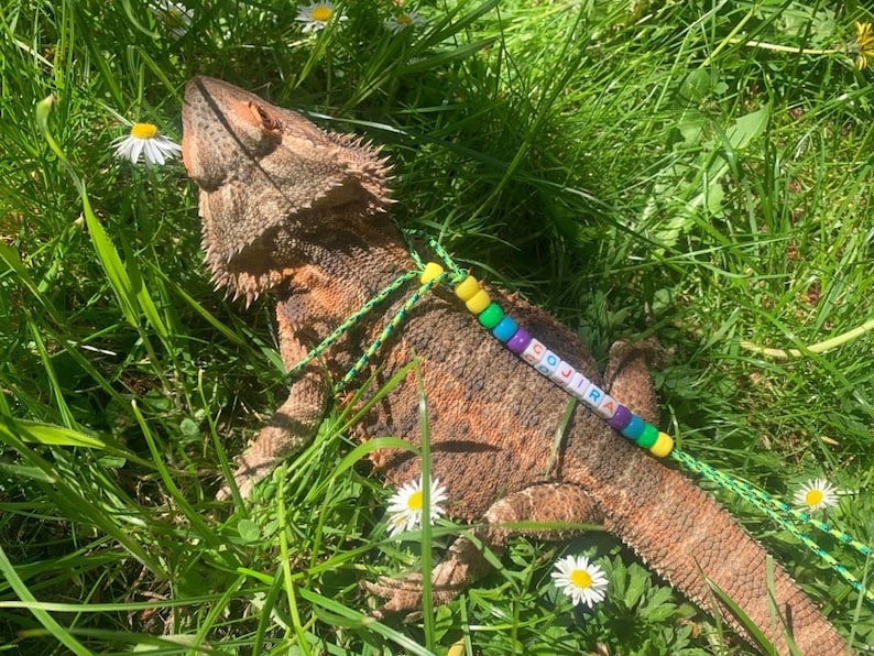 May include: A brown and green lizard with a beaded necklace that says "GOJIRA" on it. The lizard is lying on a bed of green grass and white flowers.