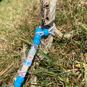 May include: A small lizard wearing a white beaded necklace with colorful letter beads spelling "FESTUS". The lizard is sitting in green grass.
