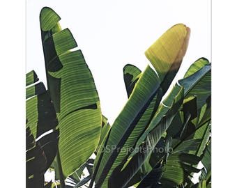 Banana Leaves Photo, Tropical Home Decor, Tropical Print, Botanical Photo, Bedroom, Palm Leaves Photo, Nature Photography, Bathroom Wall Art