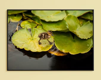 Fototryck av ankungar: Näckrosblad, konsttryck av natur och djurliv, fågelfotografi