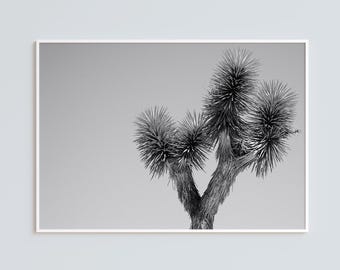 Black and White Joshua Tree Print, Mojave Desert Photography, Minimalist Desert Wall Art, Framed Fine Art Print