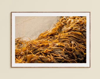 Sea Kelp Photography Print, California Coastal Wall Art, Beach Nature Photography, Golden Seaweed Print, Framed Coastal Decor