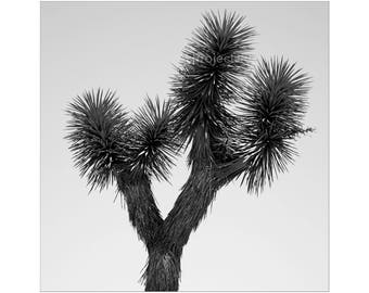 Joshua Tree B&W Photo - Black and White Photo,Desert Home Decor, California Desert, Palm Springs, California, Coachella, Desert Landscape