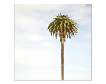 Moonlight Beach Palm tree - Encinitas - San Diego - Beach Home Decor - Tropical Wall Art - California photo print - Office decor - Coastal