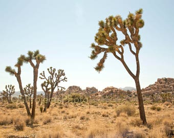 Joshua Tree Landscape II Photo - Desert Home Decor - California Desert - Palm Springs - California - Arizona - Coachella - Desert Landscape