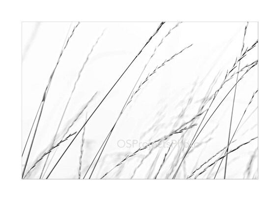 Weeds No 1 Minimalist Photo Black And White Photography Etsy