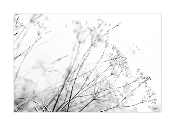 Weeds No 3 Black And White Photography Minimalist Photo Etsy