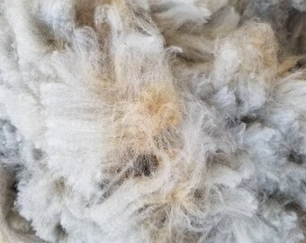 Minerva's 2023 wool - Merino, Jacob, Romney Mystery mutt with gorgeous grey wool - sheep rescue - Raw Wool HALF Pound  - Kind Fibers