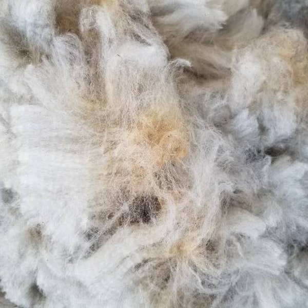 Minerva's 2023 wool - Merino, Jacob, Romney Mystery mutt with gorgeous grey wool - sheep rescue - Raw Wool HALF Pound  - Kind Fibers