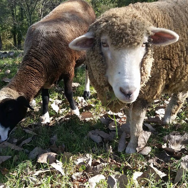 Andromeda's 2023 sorted locks - Merino Romney Cross - Raw Wool - Cruelty Free Wool - half pound - sheep rescue