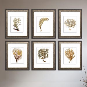Coastal Decor Sea Fan Coral set of 6 wall art prints in brown sepia orange bedroom beach decor Bild 1