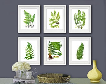 Fern print set of 6 Fern wall Art prints Unframed Green Nature Botanical House Plant Decor