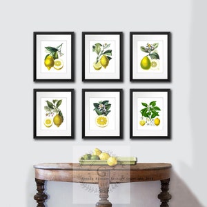 Lemons Vintage Botanical Illustrations Art print Set of 6 Citrus Prints Dining Room Wall Decor image 3