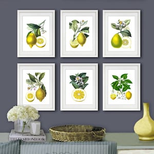 Lemons Vintage Botanical Illustrations Art print Set of 6 Citrus Prints Dining Room Wall Decor image 1