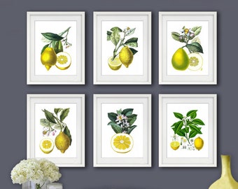 Puede incluir: Seis estampados botánicos enmarcados de limones con hojas verdes y flores blancas en una pared gris sobre una mesa blanca con un libro, una cesta y un jarrón de flores blancas.