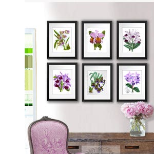 Orchid Flower Drawings Set de 6 Orchidées Sans cadre Art Mural Décor Tropical Home