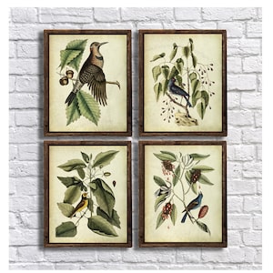 Vintage Bird and Botanical Prints set of 4 unframed Catesby Birds Natural History Birds Illustrations Cottagecore Decor