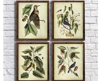 Vintage Bird and Botanical Prints set of 4 unframed Catesby Birds Natural History Birds Illustrations Cottagecore Decor