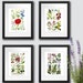 see more listings in the Botanical Prints section