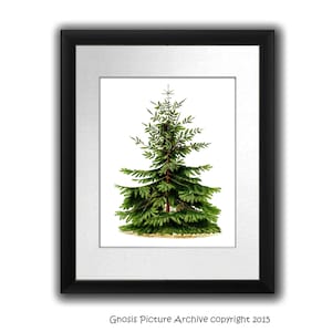 Christmas Tree Wall Art  Nordmann FIR Coniferous Evergreen Plant Tree Pine Cones Christmas Wall Decor 8x10&quot; Gnosis Picture Archive