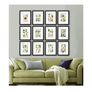 Wild Flowers Art Prints set of 12 English Country Decor Wild Flower Wall Art image 1