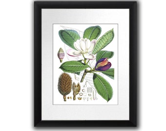 Antique BOTANICAL PRINT 8x10 Botanical Art Magnolia Print #1 White Flower Tree Branch Garden Nature Plant Seeds to Frame Home Decor