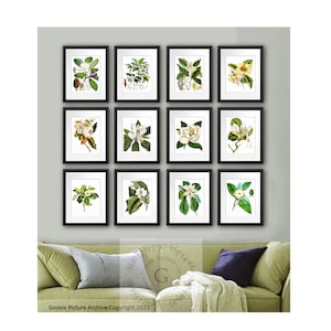 Juego de 12 cuadros de magnolia para decoración de pared, sin marco, con estampados botánicos, para sala de estar.