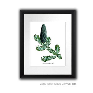 Antique Botanical print Conifers print #2 American Silver Fir Evergreen Tree Pine Cone Christmas Wall Decor 8x10&quot; Gnosis Picture Archive
