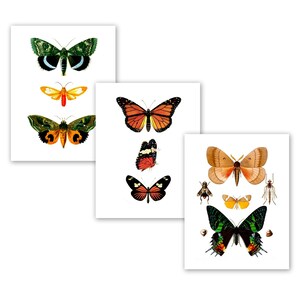 Butterfly Wall Decor Set of 3 Unframed Butterfly Art Prints