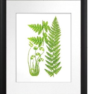 Fern Print No.7 Antique Botanical Book Plate Victorian Art Green Fern Leaf  Home Interior Decor  8x10 GnosisPictureArchive