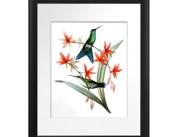 Hummingbird Art Natural History Bird Print no.12. Hummingbird drawing. Teal Green Coral Violet-Capped Wood nymphs Hummingbird Print.