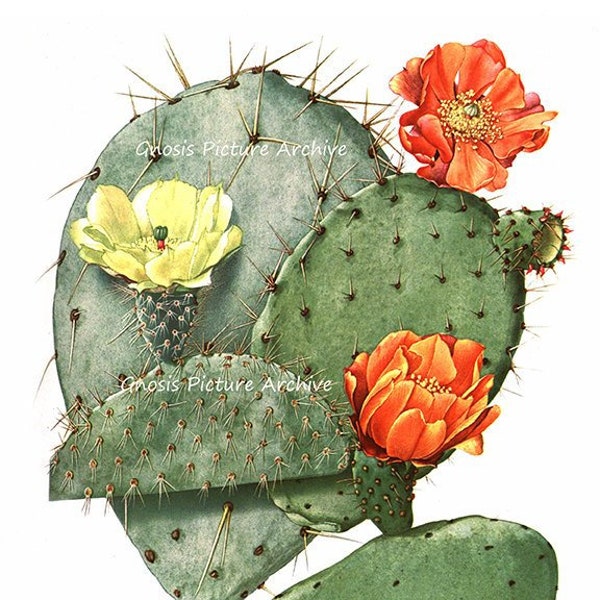 Cactus Wall Art  Flowering Cactus No.9 Southwestern Summer Desert Decor