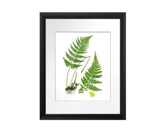 Antique Fern Print No.10 Wall Art Old Botanical Book Plate Victorian Art Print Green Fern Leaf  Home Garden Decor  8x10 GnosisPictureArchive