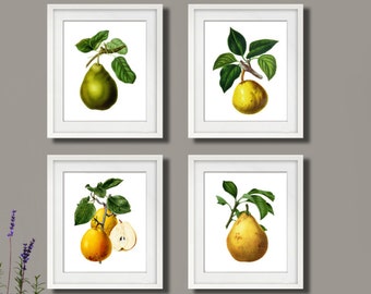 Pear Fruit Art Botanical Print set of 4 unframed Pear Art prints