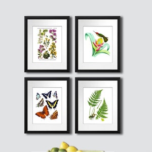 Spring Art Prints set of 4 Wall Art #spring401 colorful butterflies, Hummingbird, wildflowers and fern nature botanical illustrations