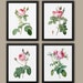 see more listings in the Botanical Prints section