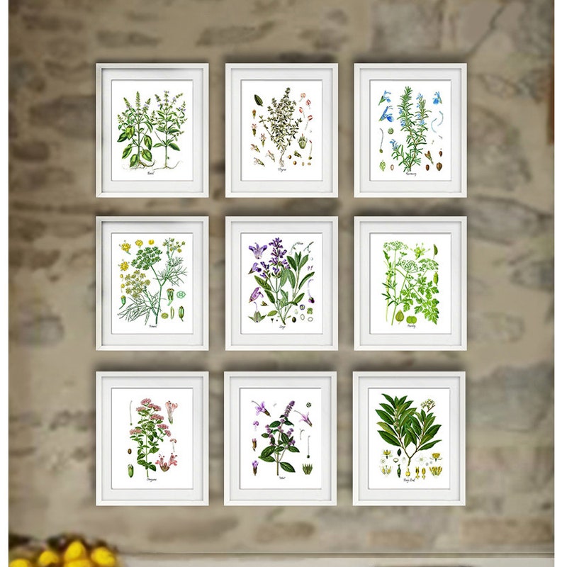 Herbs Wall Art - Etsy