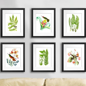 Spring Home Decor, Hummingbirds and Ferns Set of Botanical Prints set of 6 Wall Art Prints #6B03 antique birds botanical prints Gnosis
