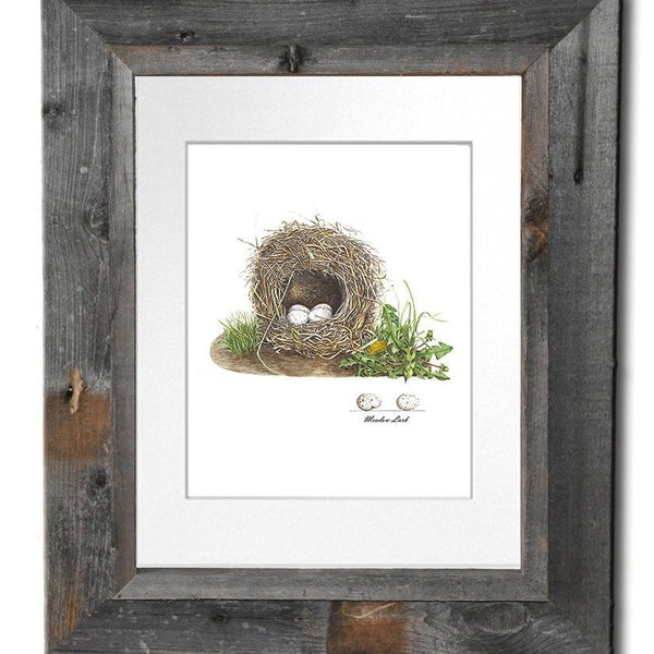 Nursery Wall Decor Bird Eggs Nest Print No.6 print 8X10 Art Room Decoration Wall Art to Frame Natural Science Forest Nature