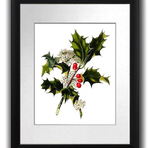 Christmas Holly Branch Christmas Decor Art Print  Print #8 Holly Botanical Illustration Wall Art Christmas Wall Hanging Christmas Decoration