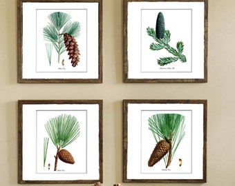 Winter Evergreen Decor Botanical Print Set of 4 Unframed Wall Art  GnosisPictureArchive