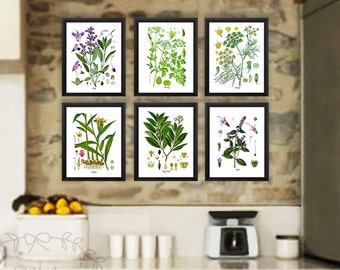 Herbs Art Prints Set of 6 Unframed  Kitchen Herbs Prints Great for Kitchen or Dining Room Decor