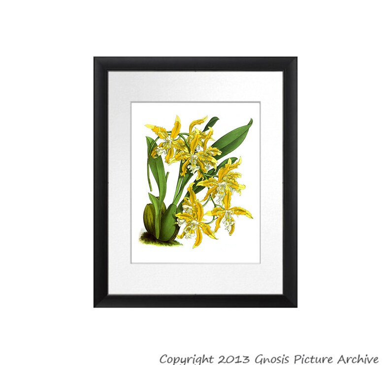 Antique Botanical Print Orchid No.8 Bathroom Wall Art Decor Etsy