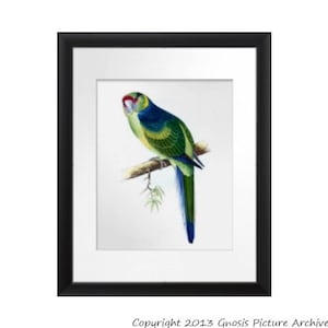 May include: A vintage illustration of a green and blue parrot perched on a branch. The parrot has a red beak and is facing to the right. The illustration is on a white background.